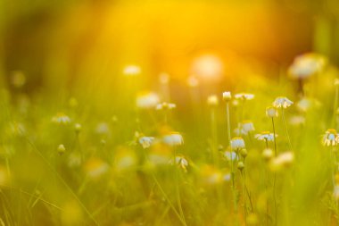Papatya papatyaları yaz mevsiminde arka planda güneş ışınları, doğal panoramik manzara. Fotokopi alanı olan doğal yaz manzarası. Renkli doğa çayır çiçekleri