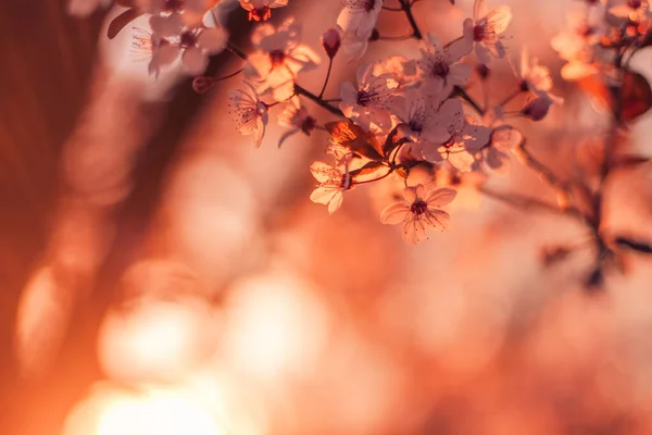 Flores Cor Rosa Contra Nascer Sol Céu Primavera Florescendo Pôr — Fotografia de Stock