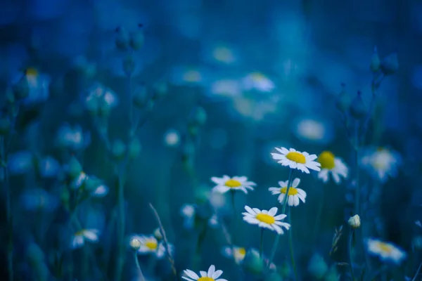 Prachtige Wilde Bloemen Kamille Paarse Blauwe Tinten Ochtendnevel Lichtstralen Natuur — Stockfoto