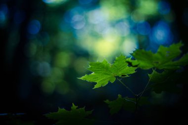 Bahar mevsimi doğası, yeşil orman yapraklarla bulanık bir zemin. Yeşil yaprakları ve bulanık ağaçlarıyla parkta güzel bir manzara. Sakin orman doğası yakın plan