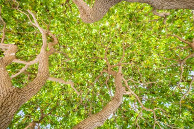 Büyük ağaçların dalları ve tepelerinde ağaçların dalları. Yeşil ağaç ve yapraklar sabah ışığında güneş ışığıyla yapraklanır.