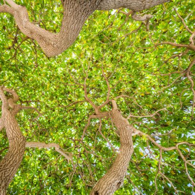 Büyük ağaçların dalları ve tepelerinde ağaçların dalları. Yeşil ağaç ve yapraklar sabah ışığında güneş ışığıyla yapraklanır.