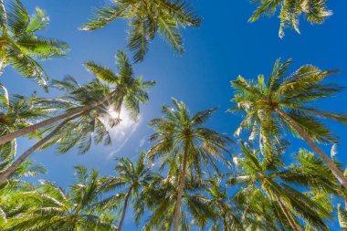 Arka planda güneş ışığı olan tropik palmiye ağacı. Gökyüzünde güneş ışığı olan tropik palmiye ağacı.