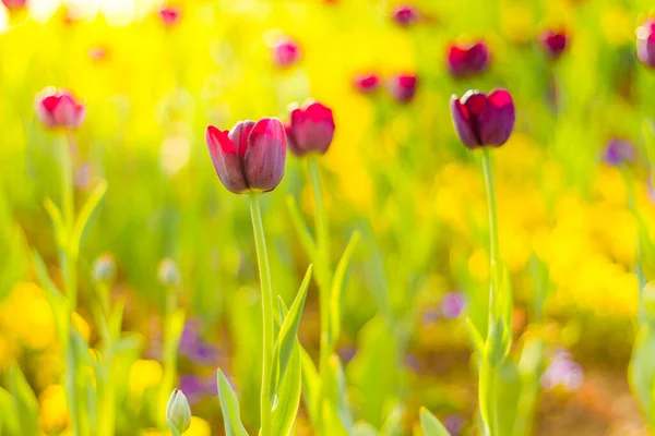 Detailní Jarní Krajina Přírody Barevné Růžové Tulipány Kvetoucí Slunečního Svitu — Stock fotografie