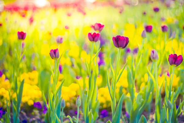 Detailní Jarní Krajina Přírody Barevné Růžové Tulipány Kvetoucí Slunečního Svitu — Stock fotografie