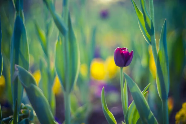 Krásný Fialový Tulipán Rozmazaném Jarním Slunném Pozadí Tmavé Listy Fialové — Stock fotografie