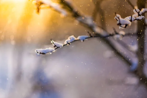 Rama Invierno Cubierta Nieve Con Luz Del Atardecer Rama Árbol —  Fotos de Stock