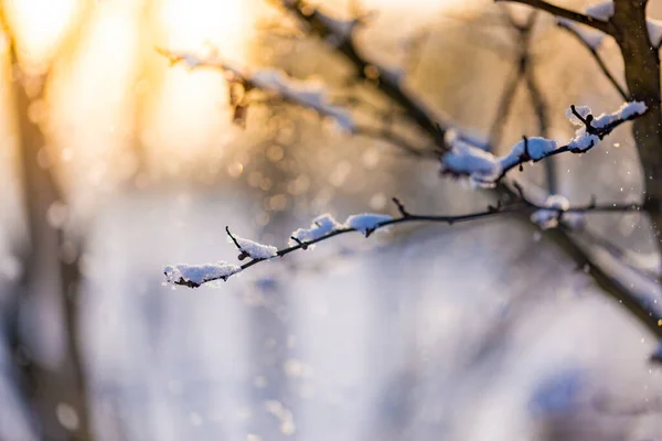Ramo Inverno Coberto Neve Com Luz Pôr Sol Neve Coberto — Fotografia de Stock