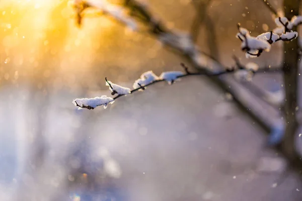 Wintertak Bedekt Met Sneeuw Met Zonsondergang Licht Sneeuw Bedekt Elzenboom — Stockfoto