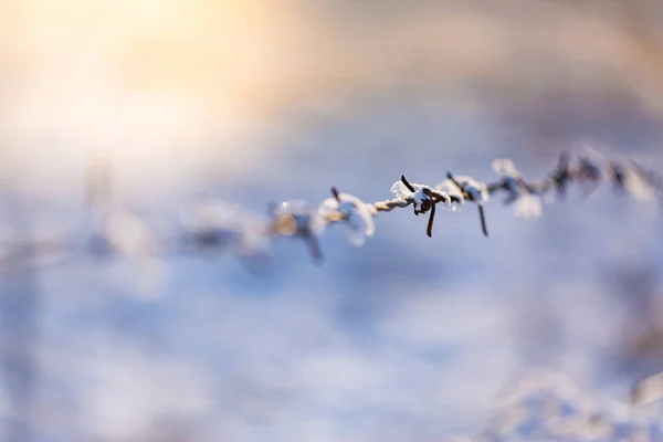 Закрыть Изображение Забора Колючей Проволоки Холодным Зимним Утром — стоковое фото