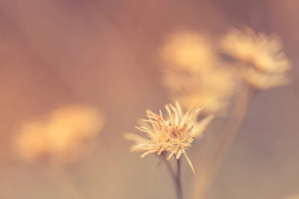 Trockener Herbst Blumiger Hintergrund Mit Verschwommener Wiese Vintage Farben Natur — Stockfoto