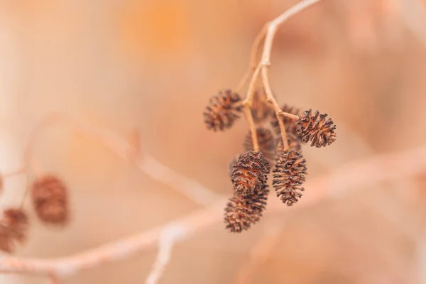 Cardo Seco Campo Otoño Invierno Arte Abstracto Otoño Prado Primer —  Fotos de Stock