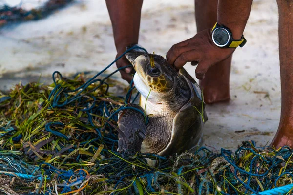 People from the association of animal observers rescue turtles by buying turtles that enter the net of fishermen in the coastal are