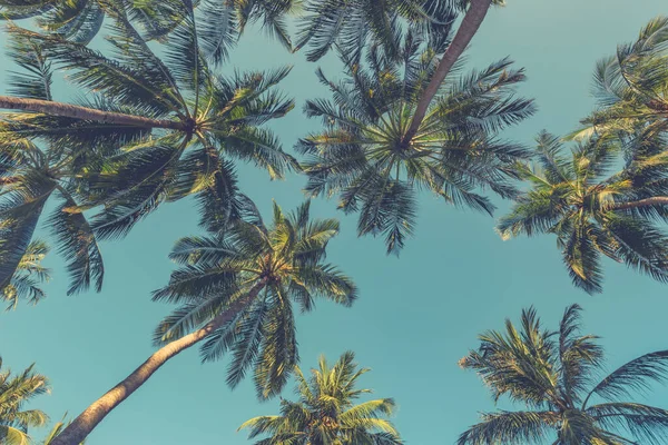 Palm Trees Blue Sky Palm Trees Tropical Coast Colorful Coconut — Stock Photo, Image