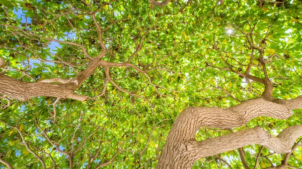 大きな木から枝や頭の上に木の枝のパノラマ 朝の光の中で緑の木と葉の木の葉 — ストック写真