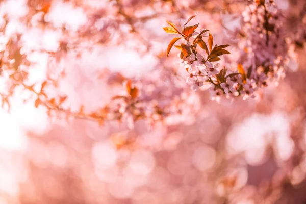Jarní Kvetoucí Pozadí Krásná Přírodní Scéna Kvetoucím Stromem Slunečními Erupcemi — Stock fotografie