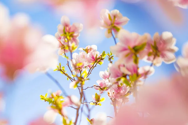 Perfect nature background for spring or summer background. Pink magnolia flowers and soft blue sky as relaxing moody closeup