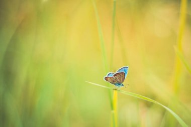 Güzel taze çayır ilkbahar sabahı doğada ve yumuşak yeşil arka planda çırpınan kelebek, makro. Bahar doğası kapanıyor, doğada bir çayırda kelebek yazın güneş ışınlarında bir makronun yakın çekiminde.