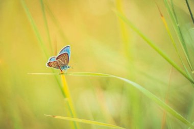 Güzel taze çayır ilkbahar sabahı doğada ve yumuşak yeşil arka planda çırpınan kelebek, makro. Bahar doğası kapanıyor, doğada bir çayırda kelebek yazın güneş ışınlarında bir makronun yakın çekiminde.