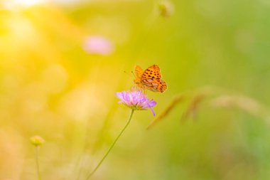 Güzel taze çayır ilkbahar sabahı doğada ve yumuşak yeşil arka planda çırpınan kelebek, makro. Bahar doğası kapanıyor, doğada bir çayırda kelebek yazın güneş ışınlarında bir makronun yakın çekiminde.