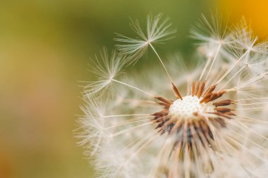 Bulanık çayır arka planda karahindibanın sanat fotoğrafı. Soyut karahindiba çiçeği arkaplanı