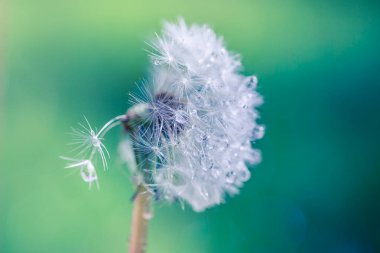 Su damlaları. Çim arka planında ıslak yeşil çimlerde karahindiba. Su damlalı karahindiba tohumu. Yağmurdan sonra soyut bir karahindiba. Bulanık doğal çayır çayırı