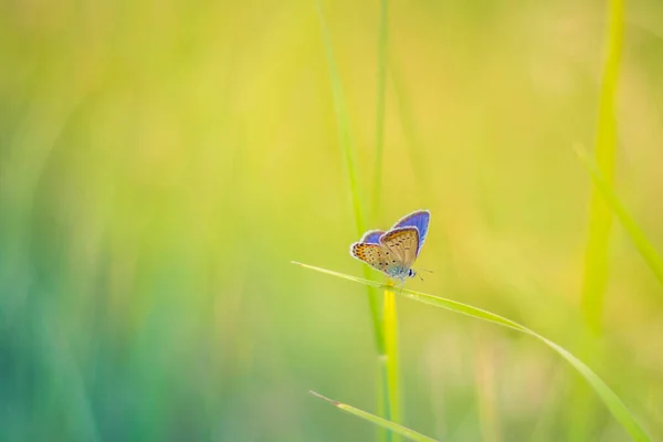 Belle Prairie Herbe Fraîche Matin Printemps Sur Nature Papillon Flottant — Photo