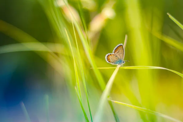 Hermosa Hierba Fresca Pradera Mañana Primavera Naturaleza Mariposa Revoloteando Sobre —  Fotos de Stock