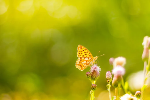 Belle Prairie Herbe Fraîche Matin Printemps Sur Nature Papillon Flottant — Photo