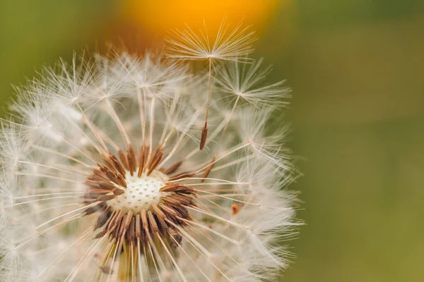Art nature photo of dandelion close-up on blurred meadow background. Abstract dandelion flower background