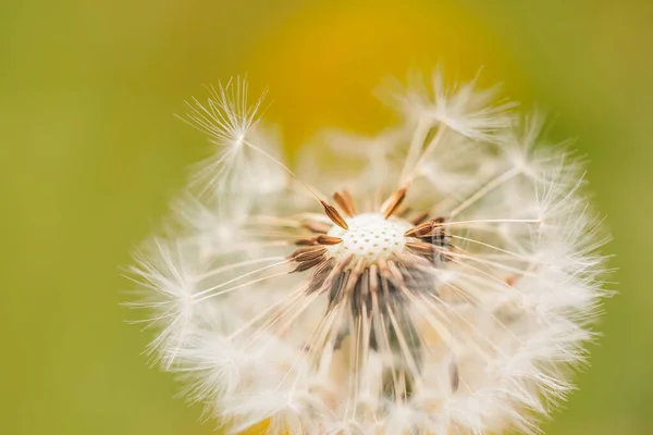 Kunst Natuur Foto Van Paardenbloem Close Wazig Weiland Achtergrond Abstract — Stockfoto