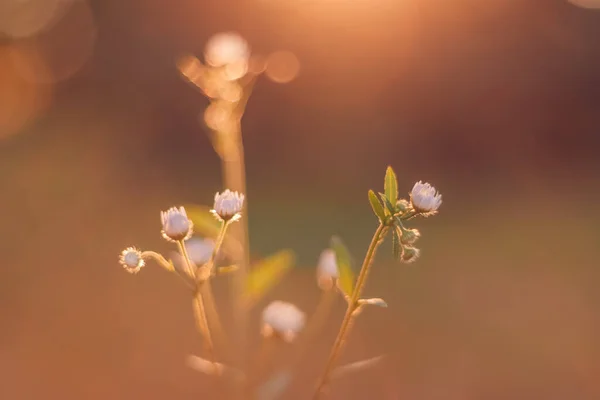 Schöne Wildblumen Kamille Traumhafte Florale Kulisse Erstaunliche Morgennebel Der Natur — Stockfoto