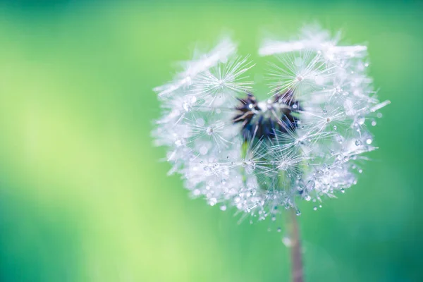 Des Gouttes Eau Pissenlit Dans Herbe Verte Humide Avec Fond — Photo