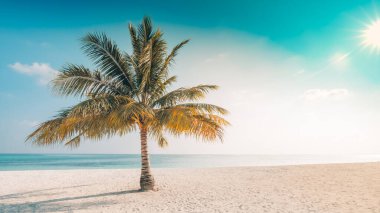 Boş tropik plajda deniz ve hindistan cevizi palmiyesi