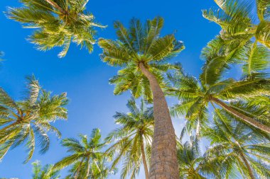 Mavi gökyüzüne karşı palmiye ağaçları, tropik kıyılarda palmiye ağaçları. Tropik doğa desenli hindistan cevizi ağacı, yaz ağacı. Gökyüzünde güneş ışığı olan tropikal palmiye ağacını kopyala. Egzotik doğa bitkileri, tropik yerler. Sakin, sakin egzotikler.
