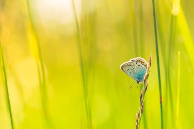 Doğa konsepti. Güzel yaz doğası çayır arka planı. Baharın gün batımında çiçek açan yeşil çayır. Parlak yaz bahar doğa afişi tasarımı. İlham verici doğa yakın çayır.