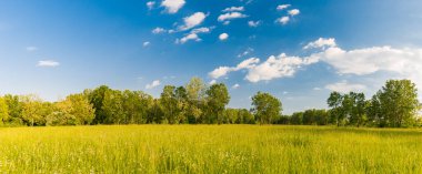 Baharda yeşil çayır ve orman. Sakinleştirici doğa manzarası. Tazelik, yeşillik panoramik görünüm