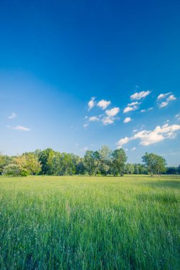 Baharda yeşil çayır ve orman. Sakinleştirici doğa manzarası. Tazelik, yeşillik panoramik görünüm