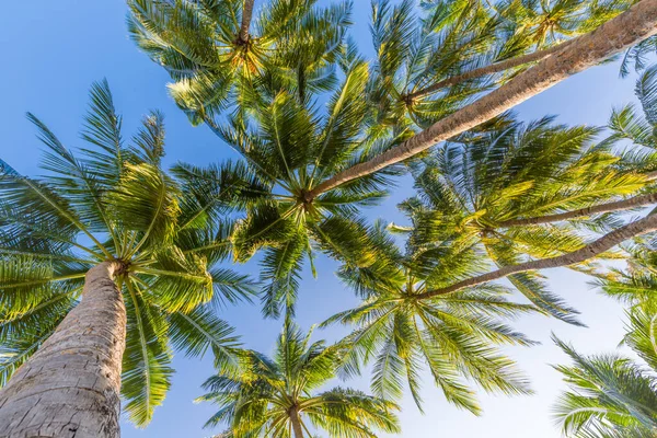 Mavi gökyüzüne karşı palmiye ağaçları, tropik kıyılarda palmiye ağaçları. Tropik doğa desenli hindistan cevizi ağacı, yaz ağacı. Gökyüzünde güneş ışığı olan tropikal palmiye ağacını kopyala. Egzotik doğa bitkileri, tropik yerler. Sakin, sakin egzotikler.