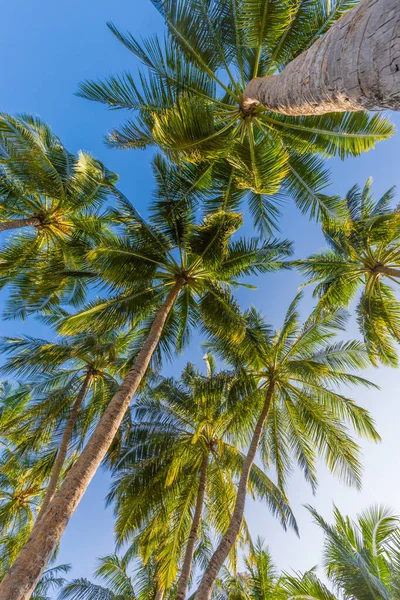 Mavi gökyüzüne karşı palmiye ağaçları, tropik kıyılarda palmiye ağaçları. Tropik doğa desenli hindistan cevizi ağacı, yaz ağacı. Gökyüzünde güneş ışığı olan tropikal palmiye ağacını kopyala. Egzotik doğa bitkileri, tropik yerler. Sakin, sakin egzotikler.