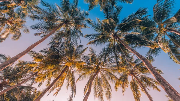 Palm trees against blue sky, palm trees at tropical coast. Tropical nature pattern coconut tree, summer tree. Copy space of tropical palm tree with sun light on sky background. Exotic nature plant, tropics. Serene, tranquil exotics