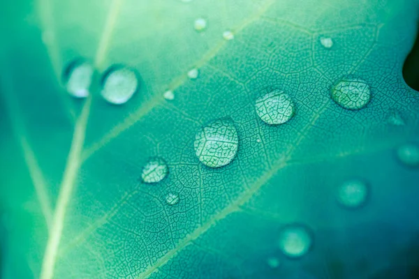 Красиві Краплі Дощової Води Макросі Зеленого Листя Краплі Роси Вранці — стокове фото