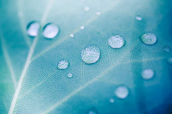 Beautiful Drops Rain Water Green Leaf Macro Drops Dew Morning — Stock Photo, Image