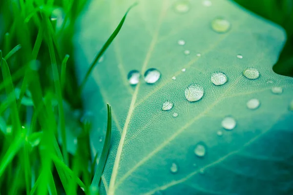 Beautiful Drops Rain Water Green Leaf Macro Drops Dew Morning — Stock Photo, Image
