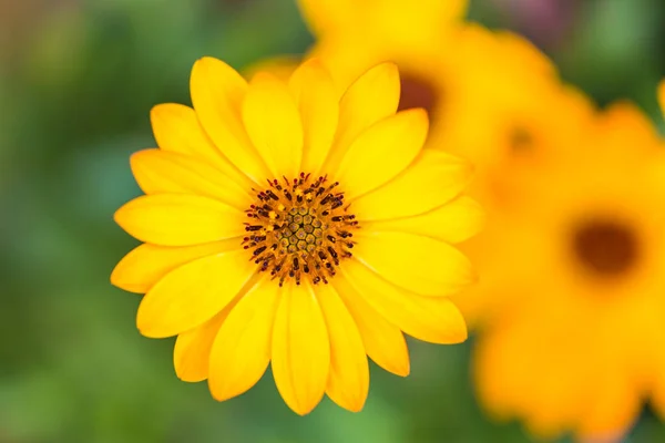Frühling Blühenden Floralen Garten Mit Schönen Gelben Blumen Und Verschwommenem — Stockfoto