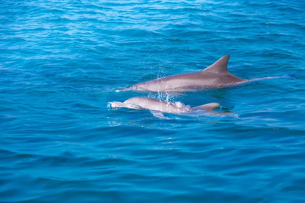 Schule Wilder Delfine Schwimmt Lakkadiven Meer Der Malediven — Stockfoto