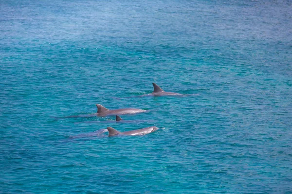 Schule Wilder Delfine Schwimmt Lakkadiven Meer Der Malediven — Stockfoto