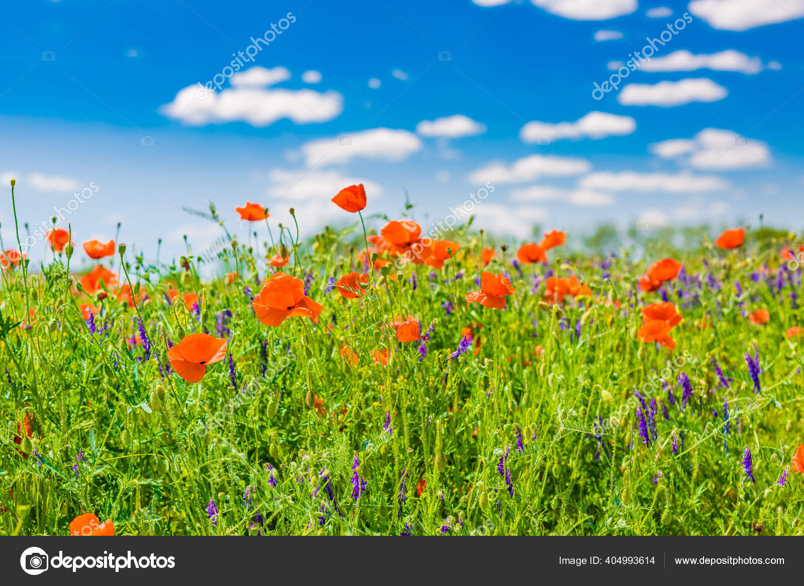 Beau Paysage Avec Prairie Pavot Composition Nature Champ Fleurs Pavot Image Libre De Droit Par Icemanphotos C