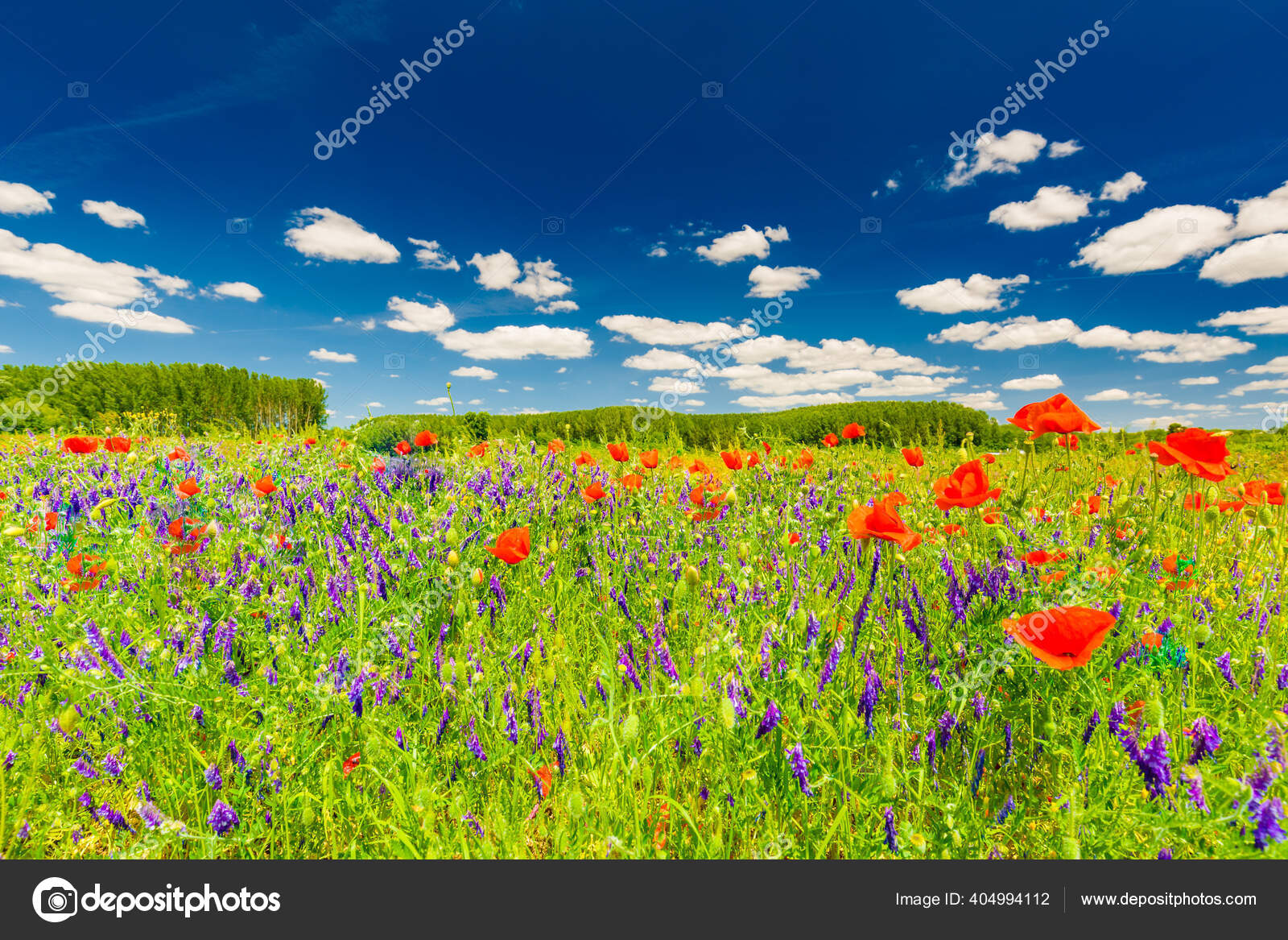 Beau Paysage Avec Prairie Pavot Composition Nature Champ Fleurs Pavot Image Libre De Droit Par Icemanphotos C