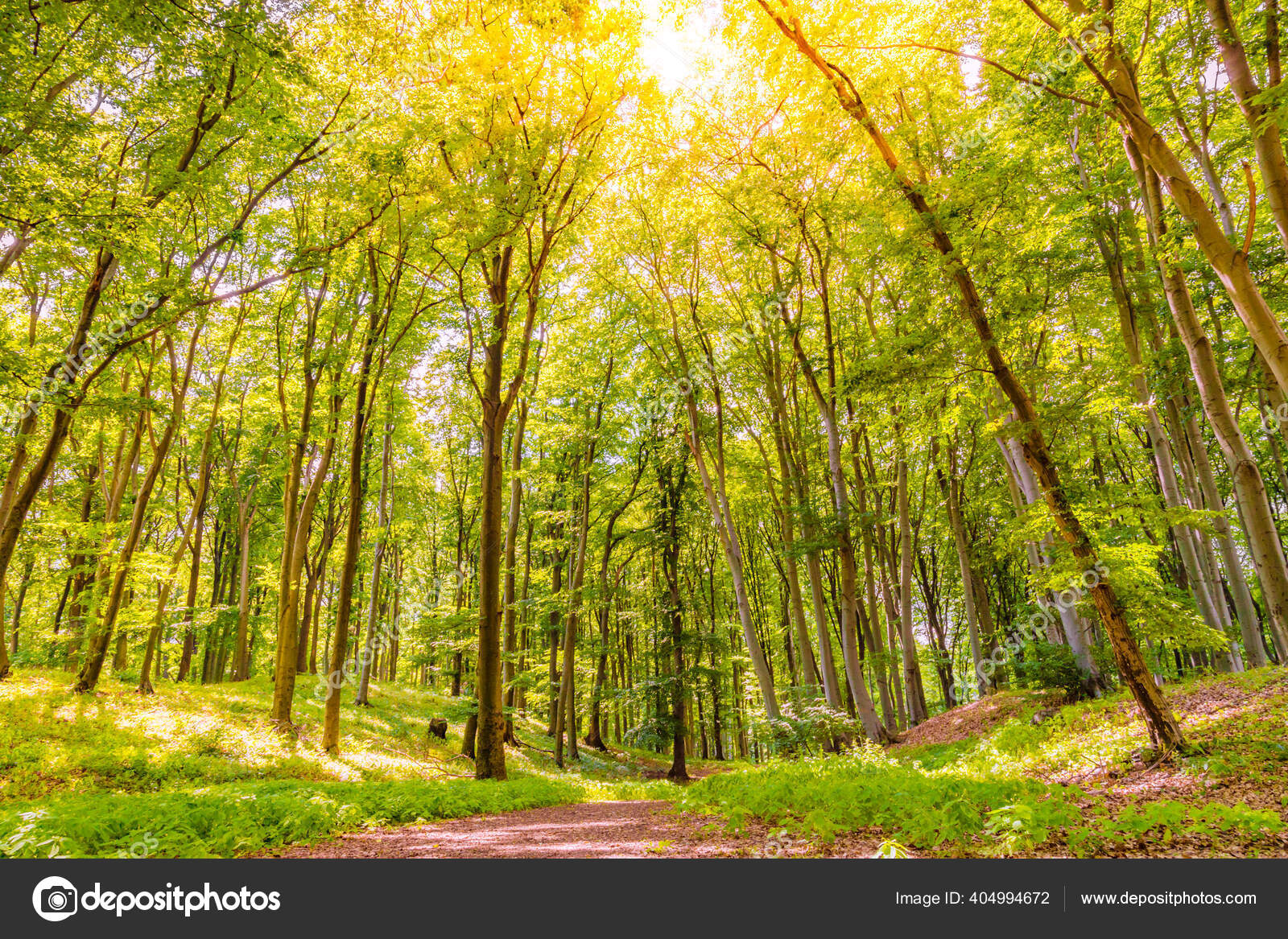 Paisagem Florestal Verão Com Raios Sol Folhas Verdes Caminho Verde — Foto ©  icemanphotos #404994672, image size:1600x1167
